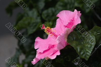 Pink hibiscus