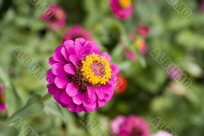 Pink zinnia
