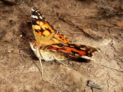 Butterfly