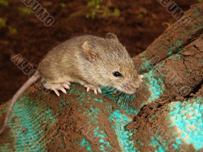 field mouse