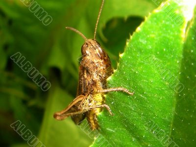 green grasshopper