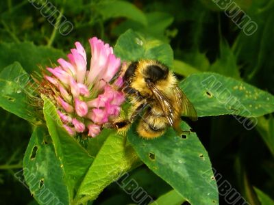 bumblebee