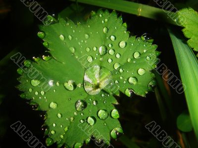 Matutinal dew