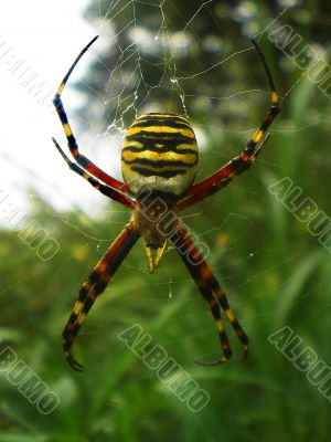 Spider