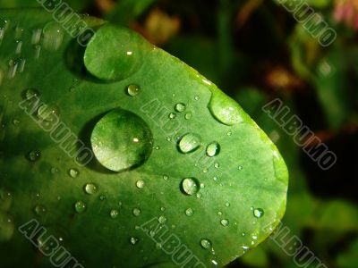 Matutinal dew
