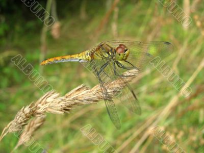 Dragonfly