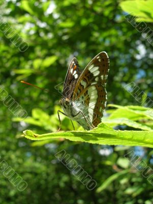 Butterfly