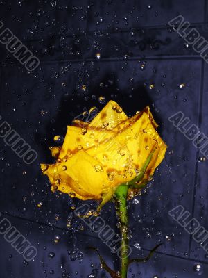Yellow rose