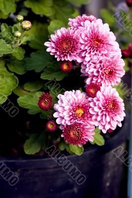 Pink chrysanthemums