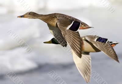 Ducks in flight