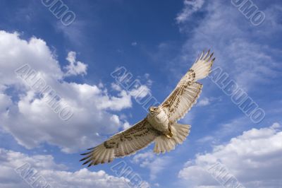 Hawk flight