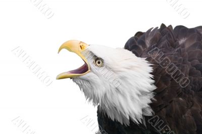 Bald eagle calling