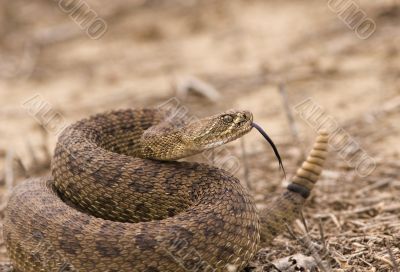 Rattlesnake