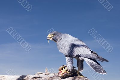 Peregrine Falcon