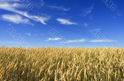 Wheat field