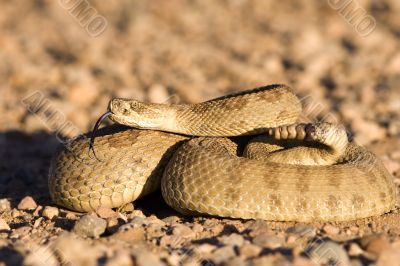 Coiled up rattlesnake