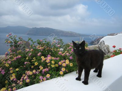 Caldera kitty