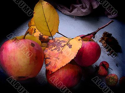 Fruits of ripe apples