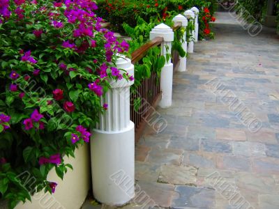 beautiful tropical walkway