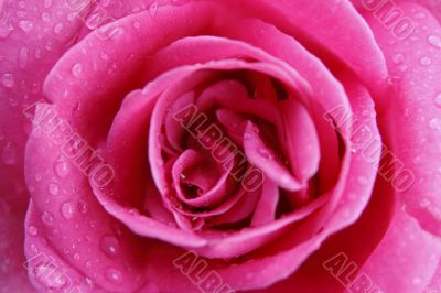 pink rose macro