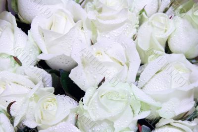 rose bouque closeup