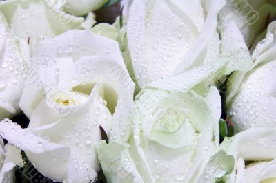 white roses
