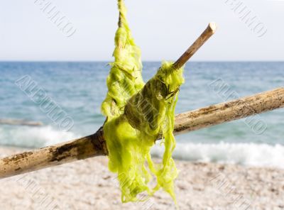 Sea seaweed