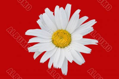 The isolated flower of a camomile on a red background.