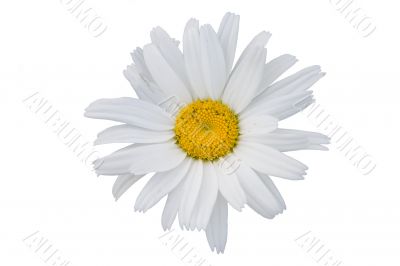 The isolated flower of a camomile on a white background.