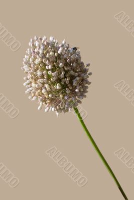 Allium