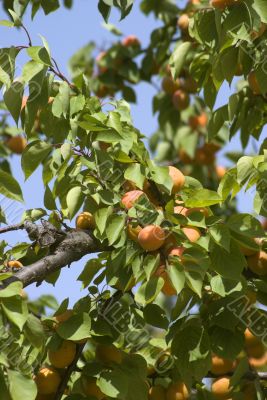 Apricot fruit