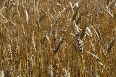 Riped wheat background
