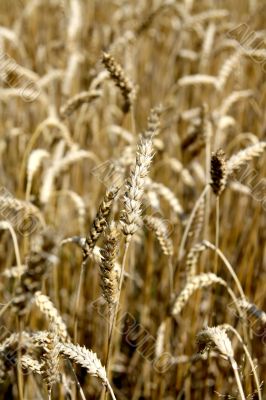 Riped wheat background