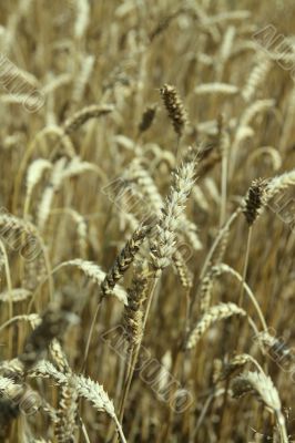 Riped wheat background