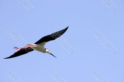 Blackwinged stilt