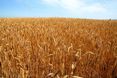 Riped wheat