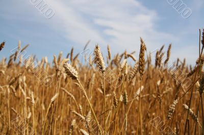 Riped wheat