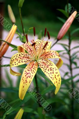Lilly
