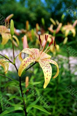 Lilly