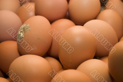 Fresh eggs