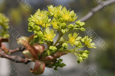 Flowers of maple