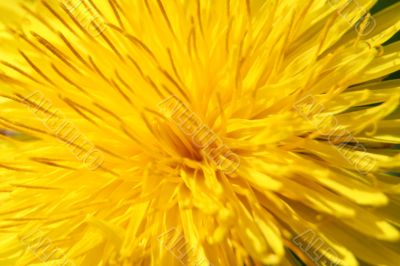 Single big sunny yellow spring dangelion in the early morning