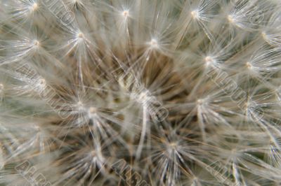 Old dandelion