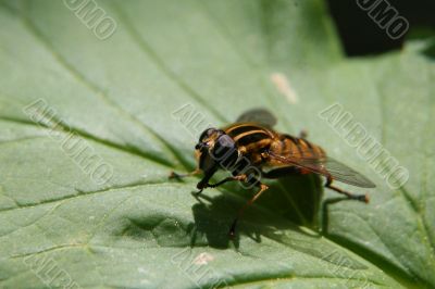 Big-eyed striped fly sitting on the green leaf in spring