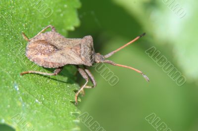 Bug