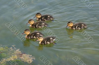 Five ducklings