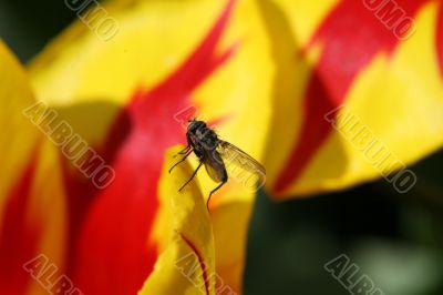 Fly and tulip