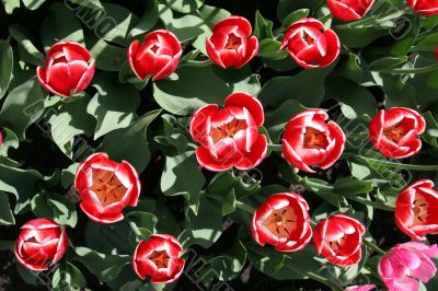 Red-white tulips