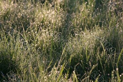 Dew on a grass