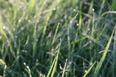 Dew on the grass in the morning
